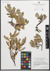 Foto von Salix glaucosericea Flod.